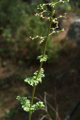 Scrophularia lucida
