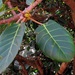 Giantleaf Fig - Photo (c) Peter Vos, some rights reserved (CC BY-NC), uploaded by Peter Vos