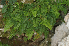Asplenium bourgaei
