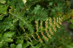 Asplenium bourgaei