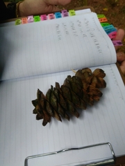 Pinus armandi