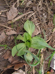 Plantago major