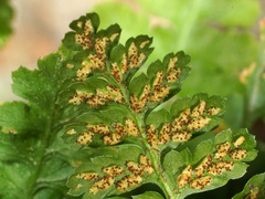Asplenium bourgaei
