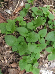 Lamium album