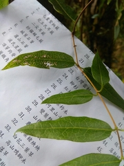 Lonicera acuminata