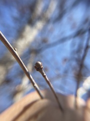Neuroterus vesicula
