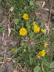 Taraxacum officinale