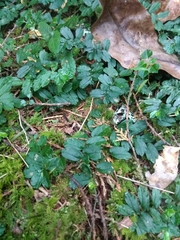 Elatostema obtusum trilobulatum