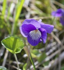 Viola obtusa