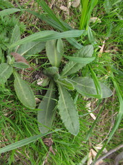 Cirsium arvense