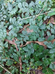 Elatostema obtusum trilobulatum