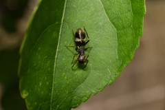 Myrmarachne japonica
