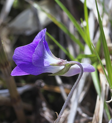 Viola obtusa