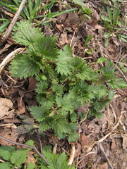 Urtica dioica
