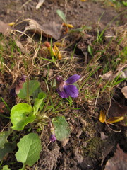 Viola odorata