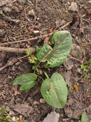 Rumex obtusifolius