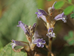 Phelipanche nana