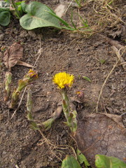 Tussilago farfara