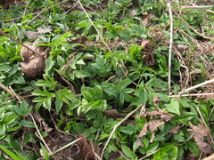 Aegopodium podagraria