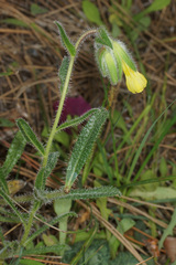 Onosma frutescens