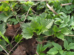 Urtica dioica