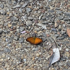 Phalanta eurytis eurytis