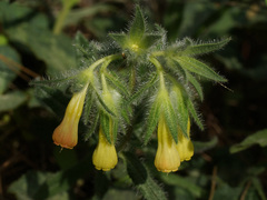 Onosma frutescens