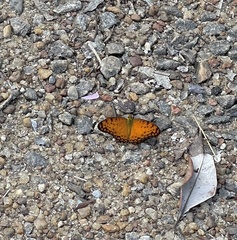 Phalanta eurytis eurytis