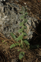 Ajuga orientalis
