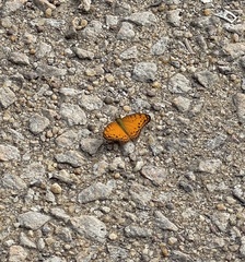 Phalanta eurytis eurytis