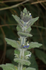Ajuga orientalis