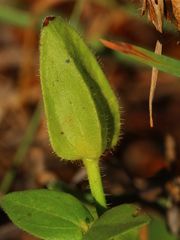 Thunbergia atriplicifolia