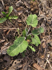 Arctium tomentosum