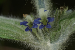 Ajuga orientalis