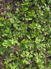 Aegopodium podagraria