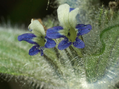 Ajuga orientalis