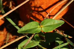 Thunbergia atriplicifolia