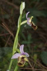 Ophrys fuciflora heterochila