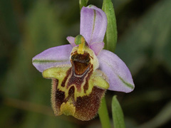 Ophrys fuciflora heterochila