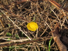 Tussilago farfara