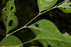 Compsapoderus erythrogaster