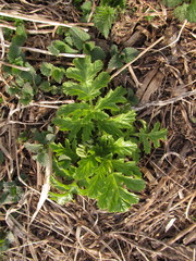 Heracleum sosnowskyi