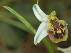 Ophrys fuciflora heterochila