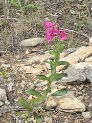 Penstemon triflorus