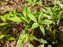 Lysimachia latifolia