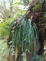 Haplopteris flexuosa