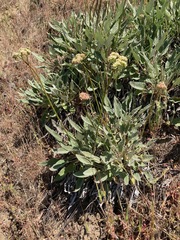 Eriogonum compositum compositum