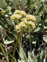 Eriogonum compositum compositum