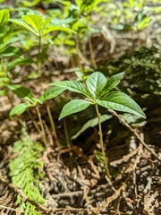 Lysimachia latifolia