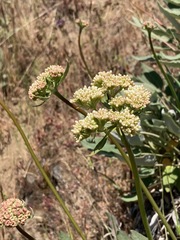 Eriogonum compositum compositum